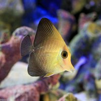 ゴマハギ 幼魚(1匹)