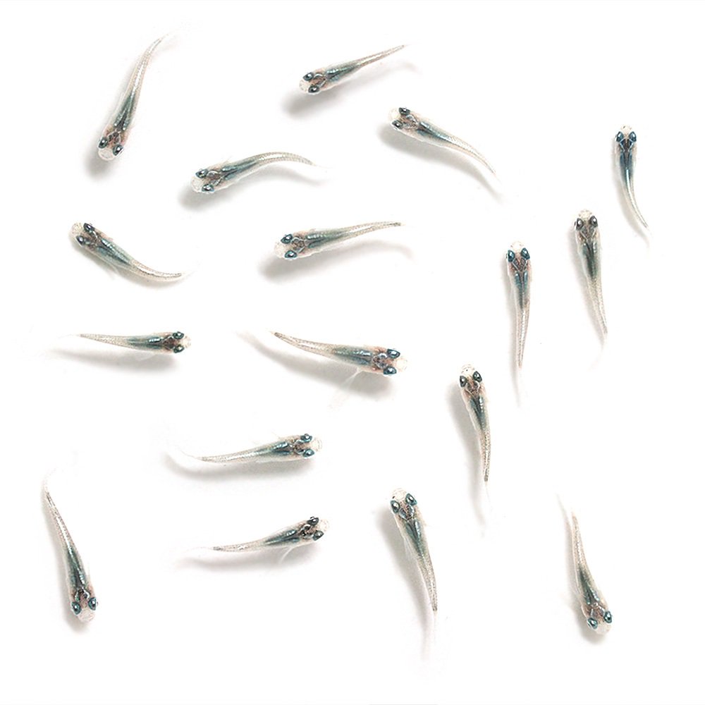 無選別 幹之メダカ 稚魚(20匹)