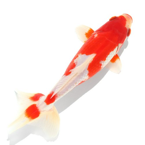 一点物 更紗和金 木下養魚場産 18cm±(1匹)
