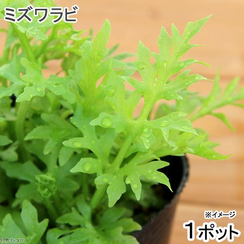 水辺植物 ミズワラビ(1ポット) 抽水植物