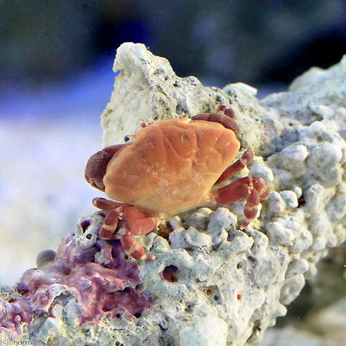 カニ チリメンベニオウギガニ(1匹)