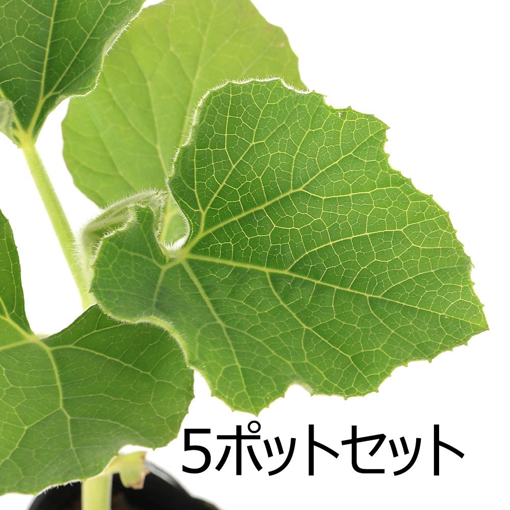 盆栽 ヒョウタン(瓢箪)千成兵丹 3号(5ポットセット)