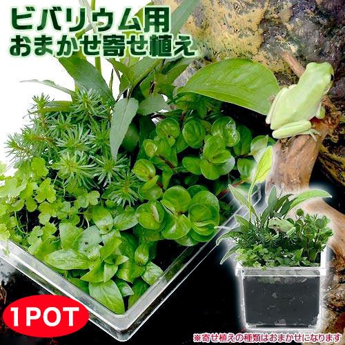 ビバリウム用 かえるのお庭 おまかせ寄植え(水上葉)(無農薬)(1個)