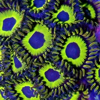 フラグサンゴ キクメマメスナギンチャク ゴールドラッシュSP ポリカプラグ付き(1個)yl-04
