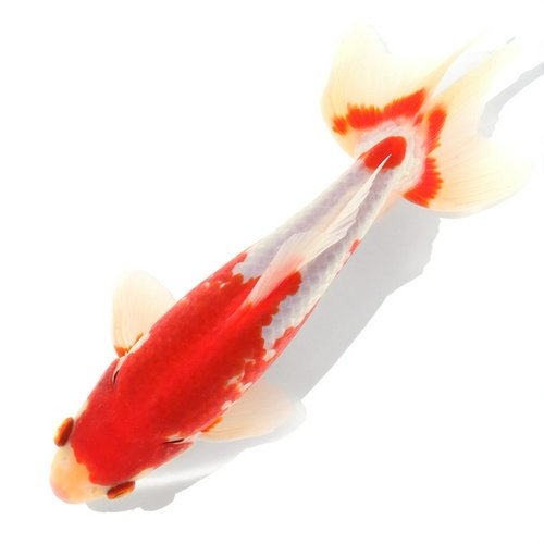 一点物 更紗和金 木下養魚場産 18cm±(1匹)