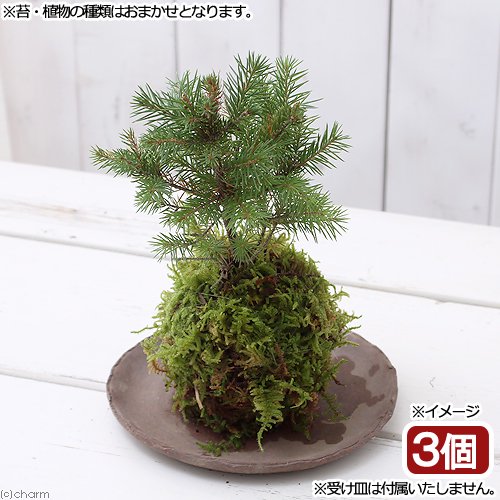 苔玉 ミニ樹木 品種おまかせ(3個) 観葉植物 コケ玉