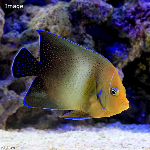 ヤッコ サザナミヤッコ 成魚(1匹)