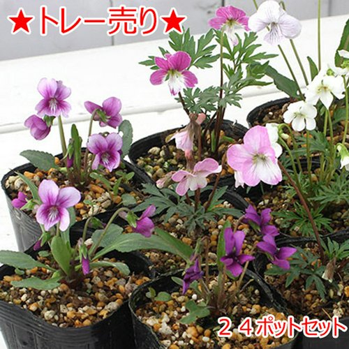 トレー売り おまかせ日本スミレ(菫)2.5~3号(24ポット)