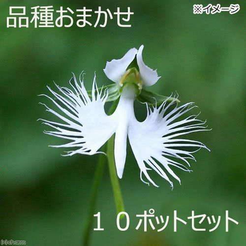 サギソウ(鷺草) 品種おまかせ 1球 3号(10ポットセット)