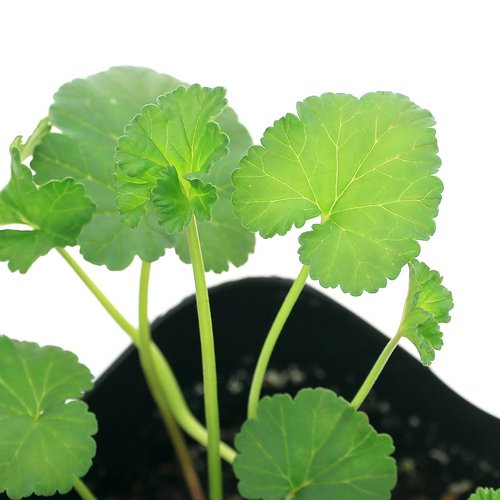 ハーブ苗 ゼラニウム ココナッツ 3号(1ポット) 家庭菜園