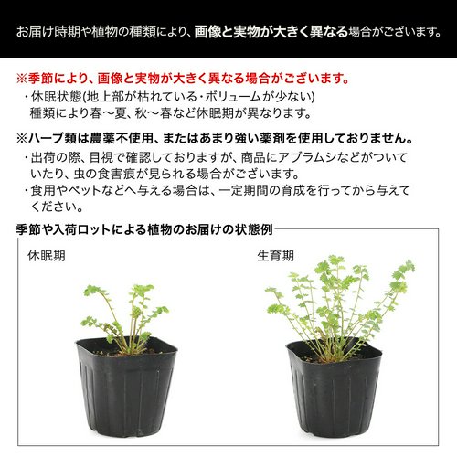 レプトスペルマム ティーツリー 5号(1鉢) 家庭菜園 アロマ