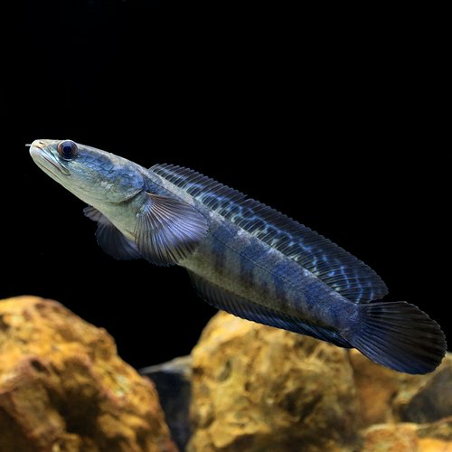 チャンナマルリオイデス バリト産(1匹)