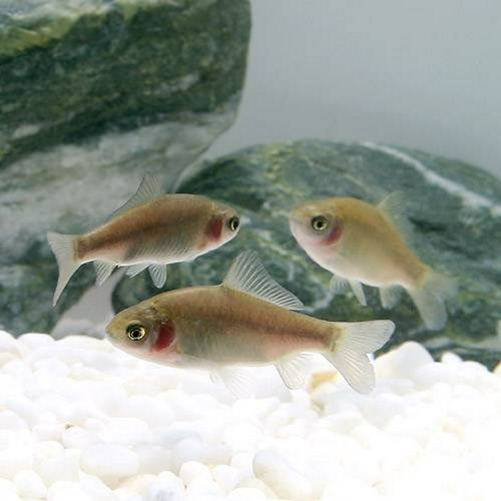 フナ 透明鱗(3匹)