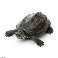 《館林店限定》(爬虫類)クサガメ(1匹)