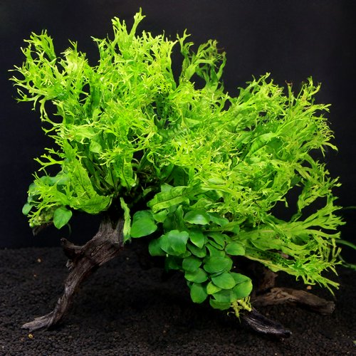 一点物 活着系植物2種付き ディアーホーンウッド(水中葉)(1個)(405252)