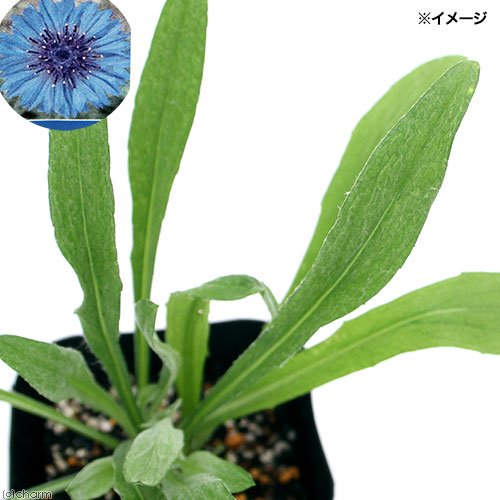 ハーブ苗 コーンフラワー ワイルド 3号(1ポット) 家庭菜園