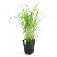 水辺植物 お米の苗 酒米 亀の尾(カメノオ)観賞用稲 3号(1ポット)