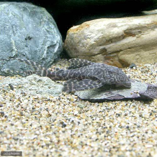 マーブルフォークテールアカリエスピーニョ Sサイズ(約5~10cm)(ワイルド)(1匹)