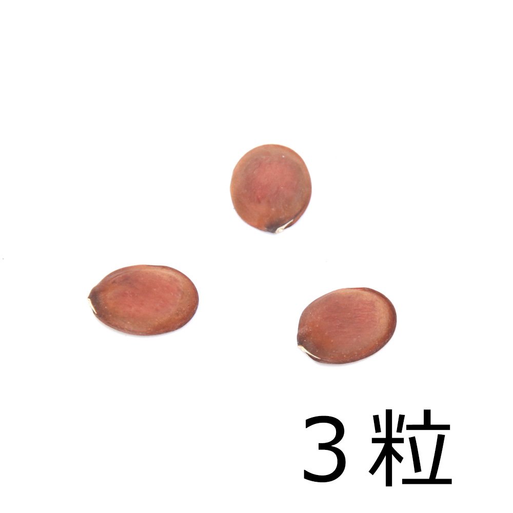 種子 オーキッドツリー(桃花)の種(3粒)発芽保証なし