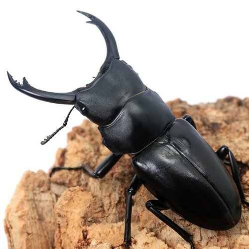 ヤマダクワガタ 台湾桃園復興郷巴陵拉拉山産 成虫 50~54mm(1ペア)