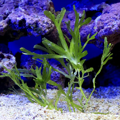 海藻 ヘライワヅタ 岩なし(1房)