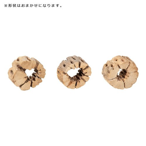 サボテンの骨 スライス A(直径約4~6cm、厚さ13~22mm)1個