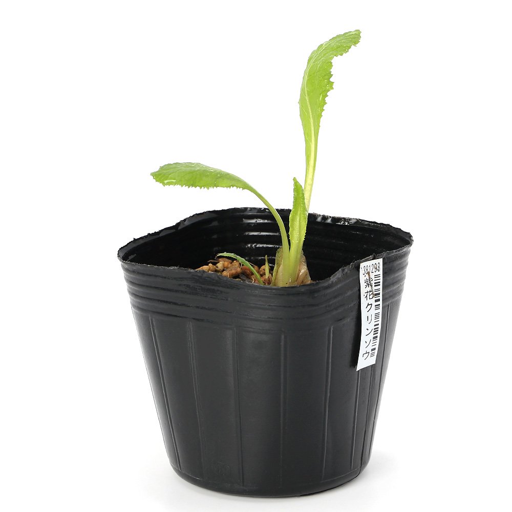 水生植物 紫花クリンソウ(1ポット) 湿生植物