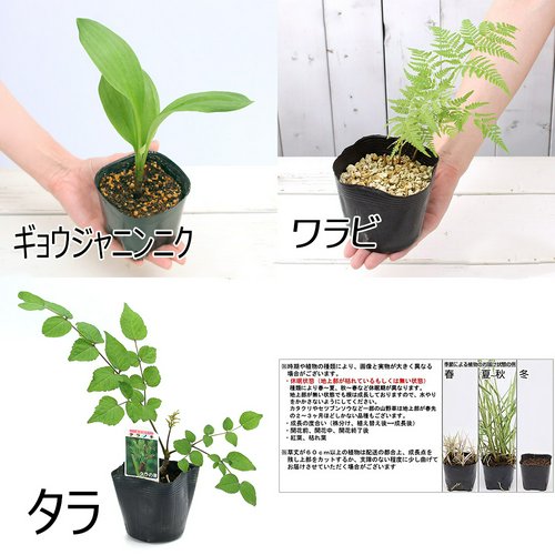 山菜 ★春の山菜12種セット★(1セット) 家庭菜園