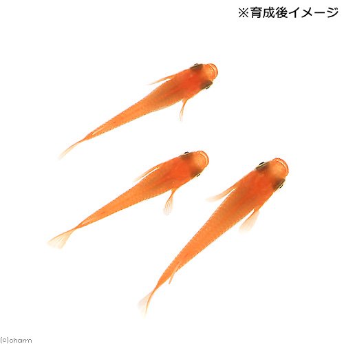 無選別 紅帝メダカ 稚魚(20匹)