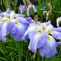 水辺植物 花菖蒲 オーシャンミスト 米国系濃藤色底白ぼかし六英花(1ポット)