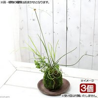 苔玉 水辺植物3種寄せ植え(品種おまかせ)(3個) 観葉植物 コケ玉