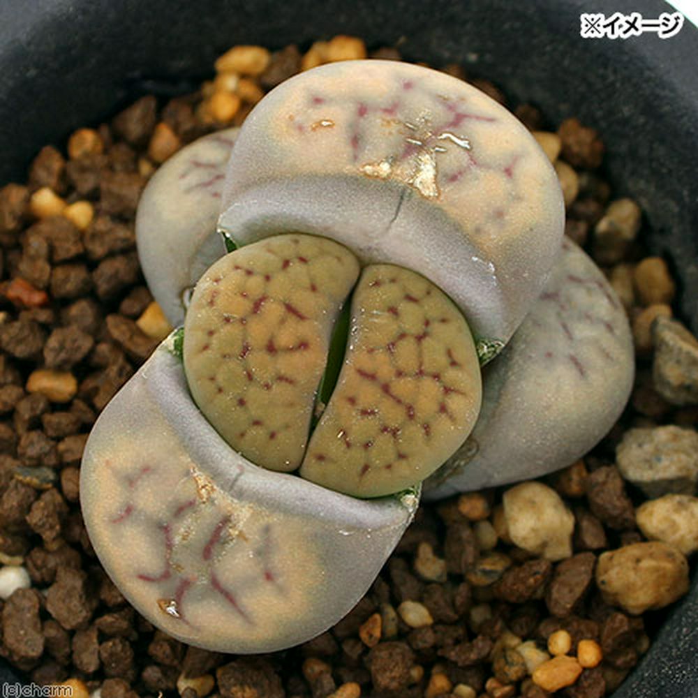 賜物 多肉植物：リトープス 招福玉 幅2cm