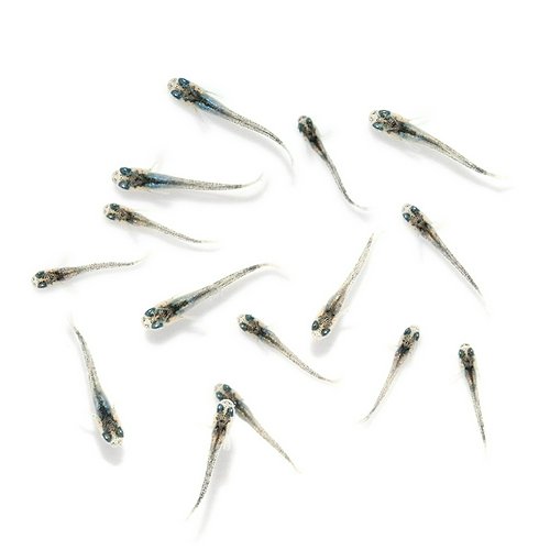 無選別 ゴブリンメダカ 稚魚(5匹)