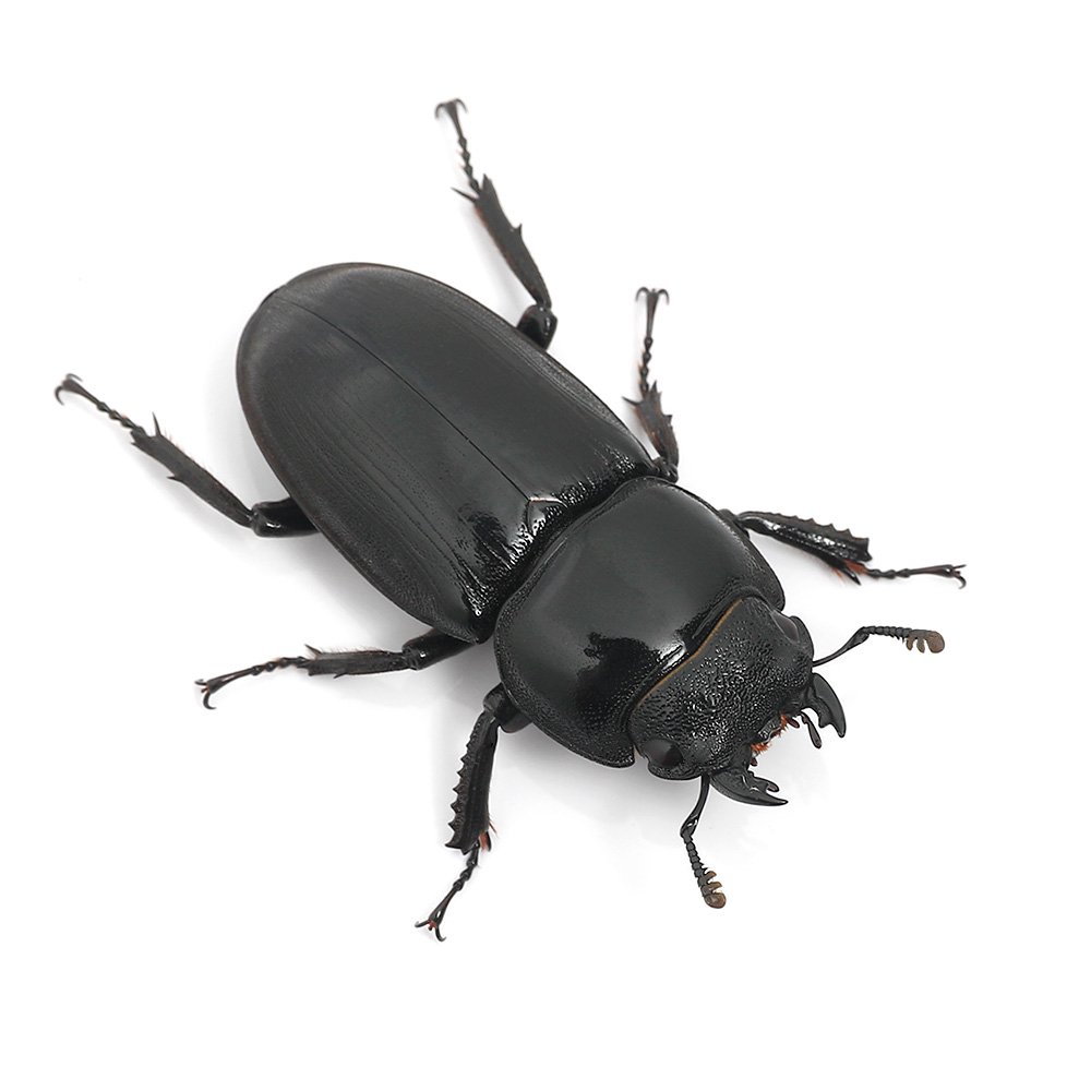 (メス単品)アルキデスヒラタクワガタ スマトラ アチェ産 成虫 フリーサイズ(1匹)