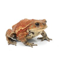 一点物 ミヤコヒキガエル 南大東島産 CB個体 810746(1匹)