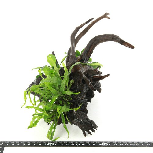 一点物 巻きたて 活着系植物2種付き ディアーホーンウッド(水上葉)(1個)(461348)