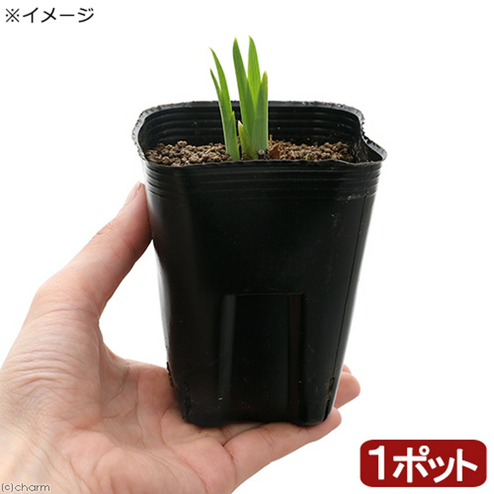 水生植物 花菖蒲 舞猩々(マイショウジョウ)肥後系濃紫極大輪平咲六英花(1ポット)