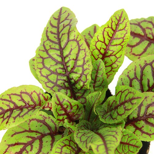 水生植物 レッドソレル(ルメックス ブラッディドッグ) 3号(1ポット)