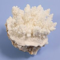 一点物 かざりサンゴ ミドリイシ 314898