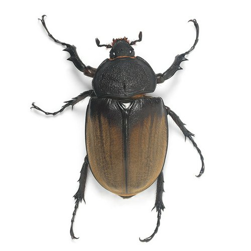 (メス単品)ギアスゾウカブトムシ (亜種ポリオン)ブラジル バイア産 成虫 73mm(1ペア)