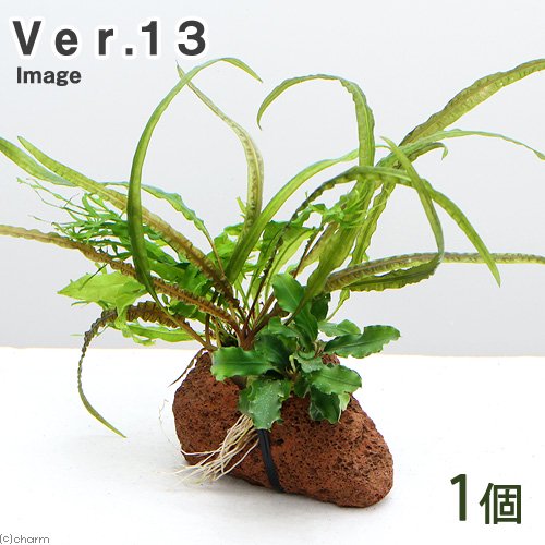 Plants Arrangement ザ ボンサイ Ver.13(1個)