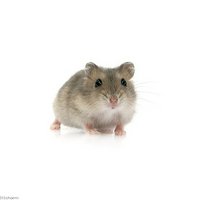 (館林店小動物)ハムスター ジャンガリアンベビー(1匹)