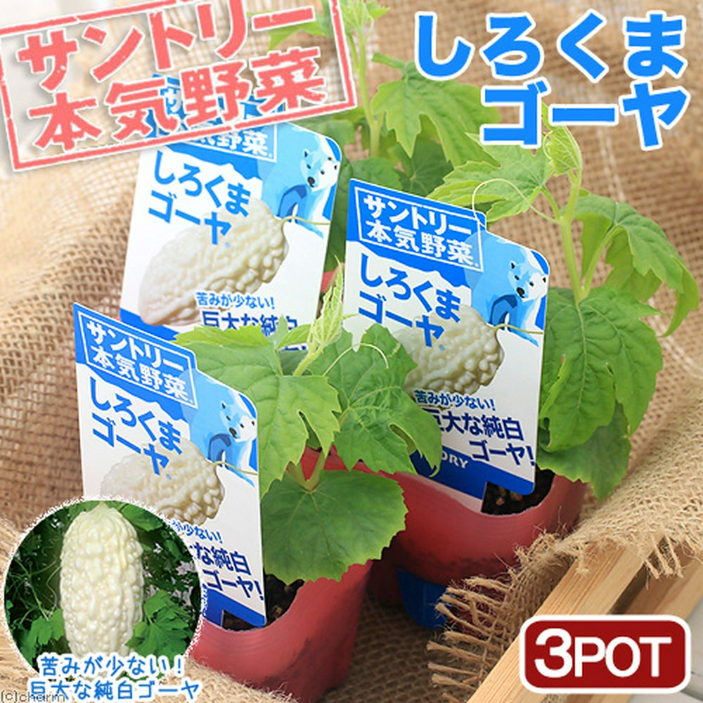サントリー 野菜苗 ゴーヤ しろくまゴーヤ 3号(3ポットセット) 家庭菜園