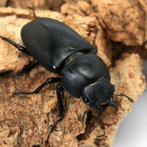 ヤマダクワガタ 台湾桃園復興郷巴陵拉拉山産 成虫 50~54mm(1ペア)