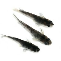 和墨メダカ(10匹)