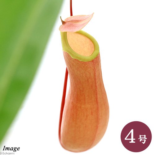 食虫植物 ウツボカズラ ネペンテス アラタ 吊り鉢タイプ 4号(1鉢)