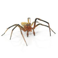 チャイロアサヒハエトリグモ オス WC個体(1匹)ハエトリグモ