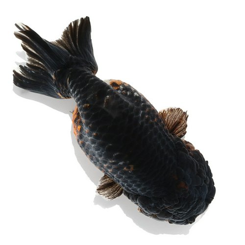一点物 トリカラーらんちゅう(中国産)17cm±(1匹)