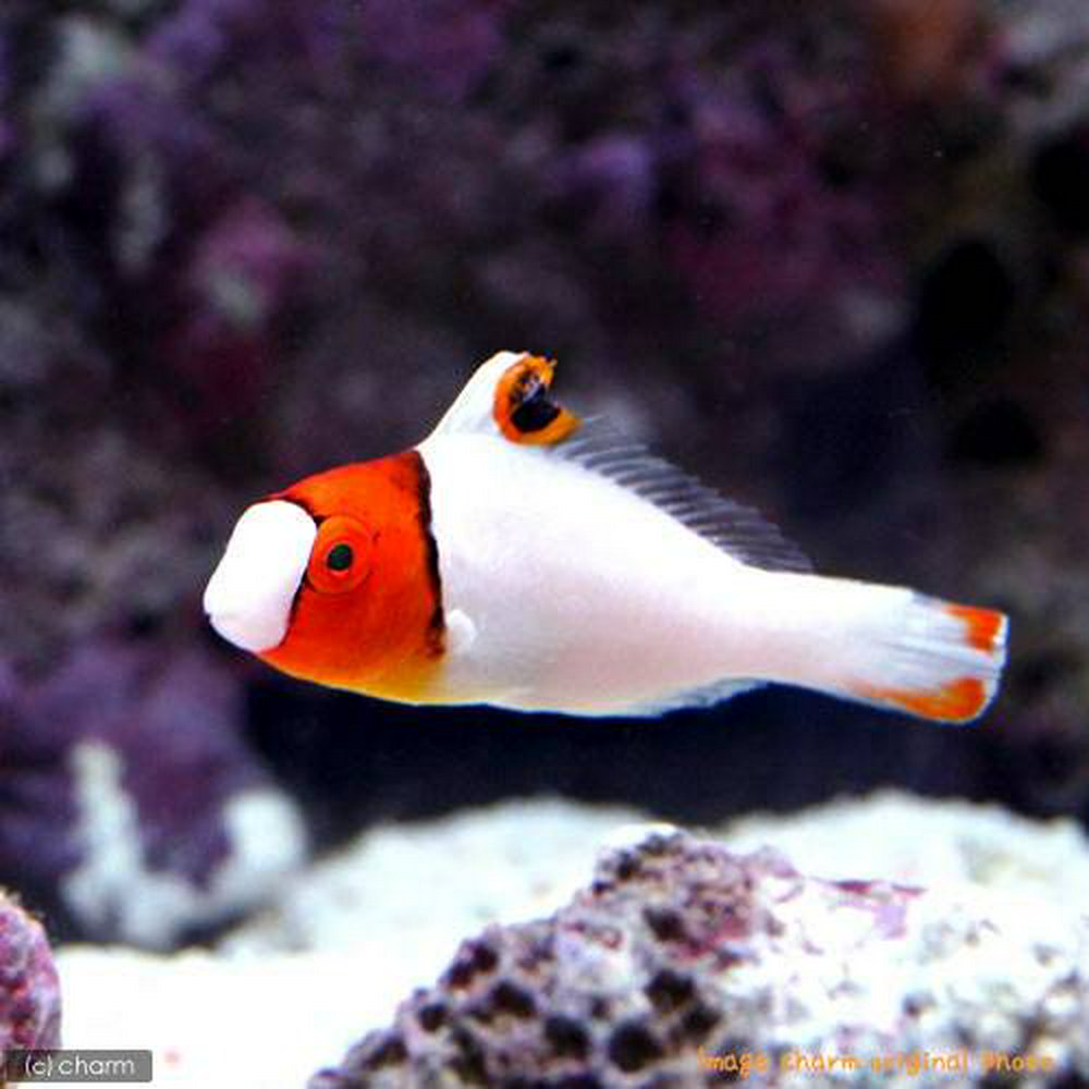 イロブダイ 幼魚(1匹)