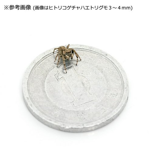 マミジロハエトリグモ メス WC個体(1匹)
